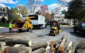 How Our Tree Care Process Works  in  West Hurley, NY