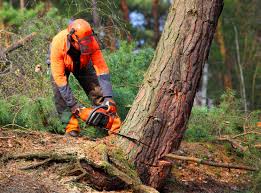 Reliable West Hurley, NY Tree Services Solutions